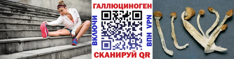 Купить  Онега  Псилоцибиновые грибы Cubensis 